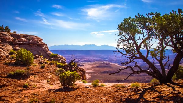 Landschaft,Natur,Meer,Küste,Baum,Rock