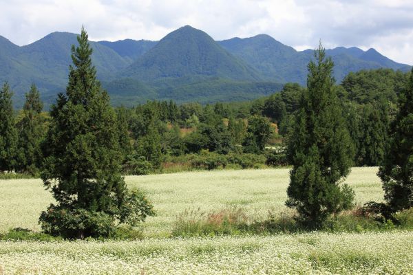 paesaggio,erba,albero,foresta,natura selvaggia,montagna