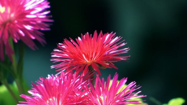 natur,blomst,plante,fotografering,blomst,kronblad