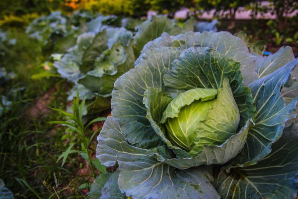 cavolo, ortaggio a foglia, verdura, pianta, verdure crocifere, fiore