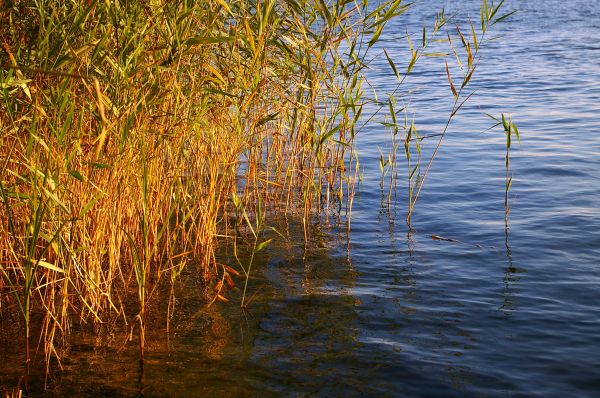 пейзаж, дърво, природа, трева, море, вода