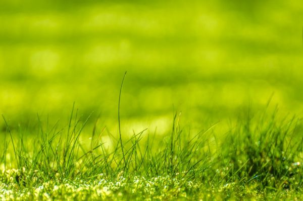 rumput,cahaya,menanam,matahari,Bokeh,pertumbuhan