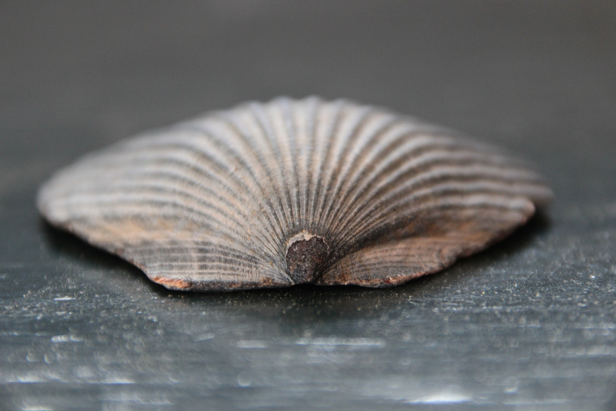 la photographie, feuille, pétale, faune, coquille, invertébré, Coquillage, conque, fermer, coque, 3652015, Odc, 365the2015edition, Jour142, Day142365, 22 mai15, Macrophotographie