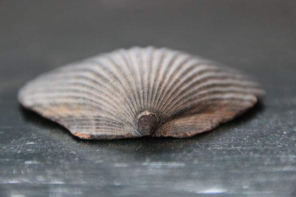 blad,petal,fauna,shell,virvelløse,fotografering