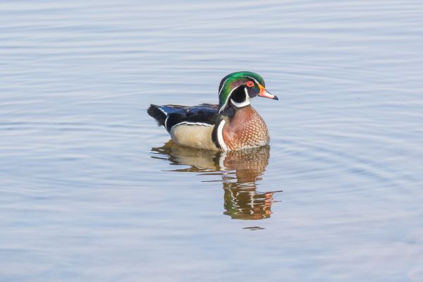 Wasser, Vogel, Flügel, Tierwelt, wild, Betrachtung