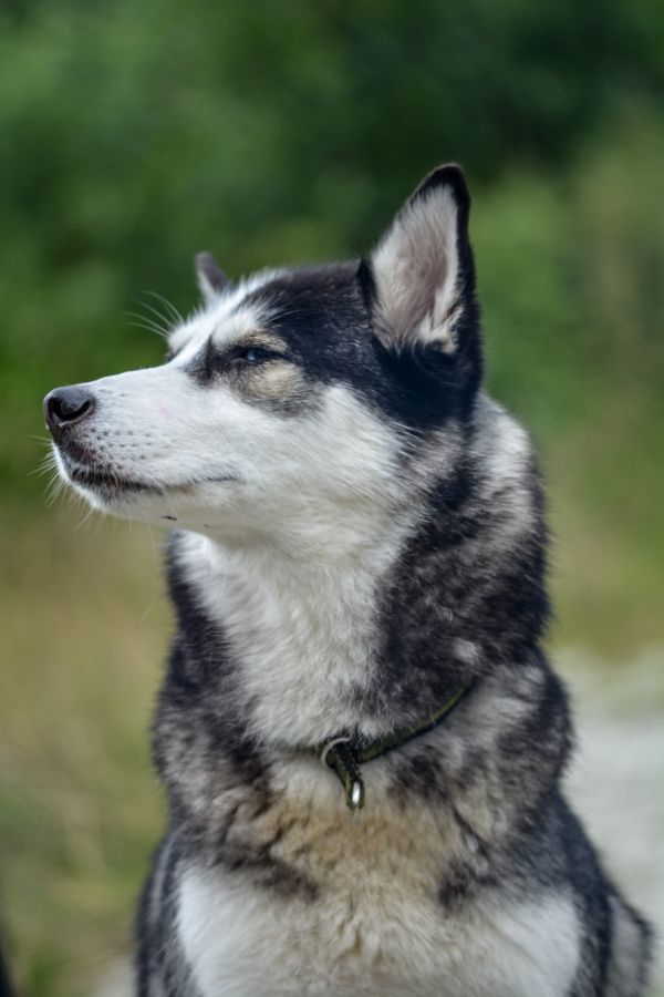 hund, natur, utomhus-, djur-, söt, hund-