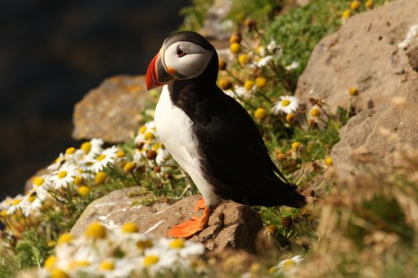 Oiseau aquatique,oiseau,Oiseau de mer,faune,le bec,faune