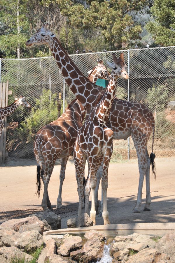 Tier, Tierwelt, Zoo, Dschungel, Afrika, Säugetier