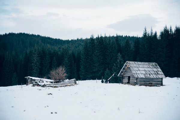 arbre,la nature,forêt,Montagne,neige,hiver