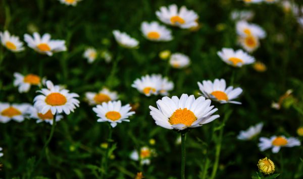 blomst,blomstrende plante,marguerite daisy,prestekrage,anlegg,Tusenfryd