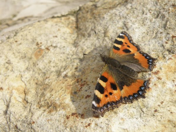 feuille,faune,insecte,la biologie,papillon de nuit,papillon