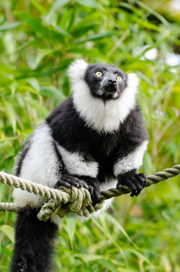 tree,branch,bokeh,white,feet,animal