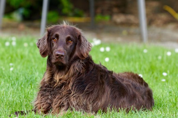 vue,chien,mammifère,animal,animal de compagnie,les yeux