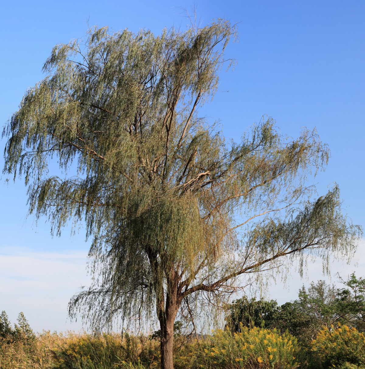 ต้นไม้, สาขา, ปลูก, ใบไม้, ทัศนียภาพ, สูง, ฤดูใบไม้ร่วง, พืช, สะวันนา, Willow, photomerge, 5d, ว่าจ้าง, markii, ระบบนิเวศ, พาโน, สวัสดี, res, ความละเอียด, ชิบะ, ตะเข็บ, คาชิวะ, salix, พืชดอก, ไม้ยืนต้น, โรงงานที่ดิน, arecales