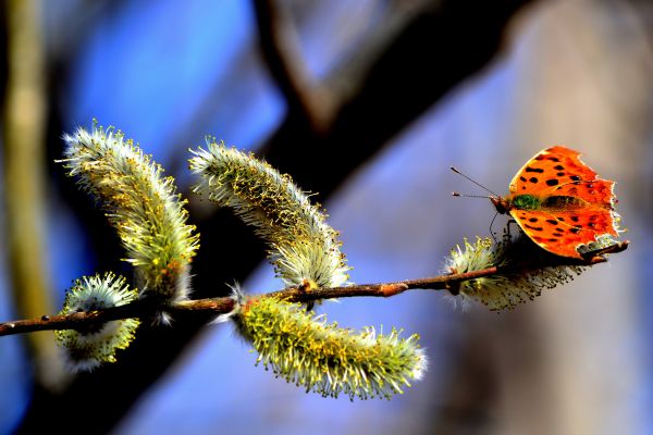 la nature,branche,printemps,ciel,insecte,Macro