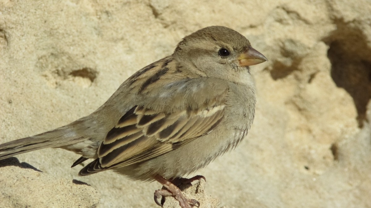 natură, pasăre, animal, drăguţ, animale sălbatice, cioc, ședință, pană, faună, ornitologie, animale vertebrate, vrabie, cinteză, observarea pasarilor, cinteza, bourel, ciocârlie, vrabie casa, vechi Muscarul mondial, perching pasăre, emberizide, presura ortolanii