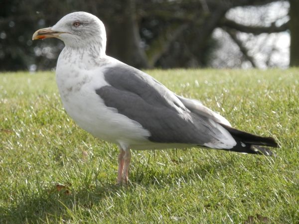 vogel, vleugel, zeevogel, zeemeeuw, meeuw, wildlife