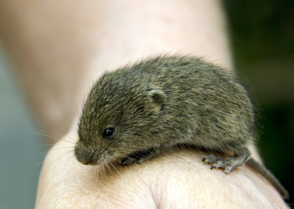 hand,mouse,wildlife,mammal,hamster,rodent