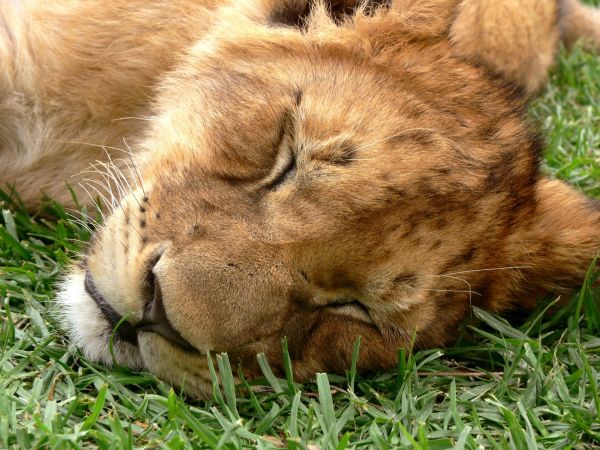 herbe,animal,faune,sauvage,en train de dormir,Afrique