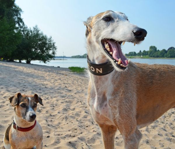 Strand, hund, dyr, søt, mann, kjæledyr