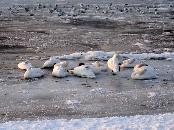 mer, neige, hiver, oiseau, animal, faune