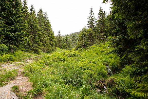 krajobraz,Natura,las,ścieżka,na wolnym powietrzu,drzewo