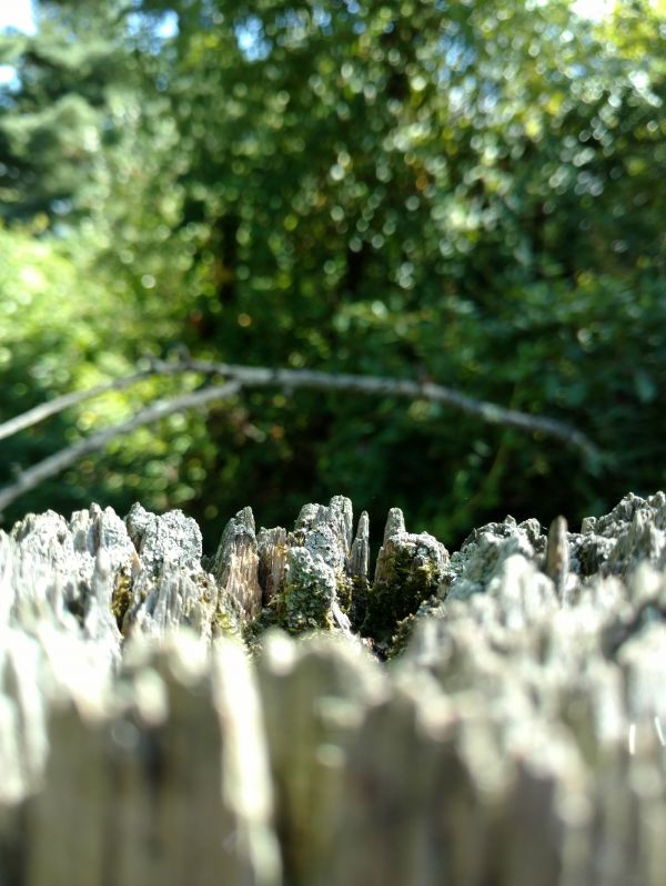 árbol, naturaleza, bosque, césped, rama, agua