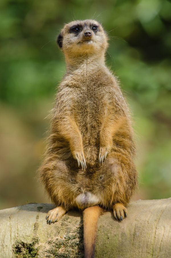 Bokeh,Tier,Tierwelt,Zoo,Säugetier,niedlich