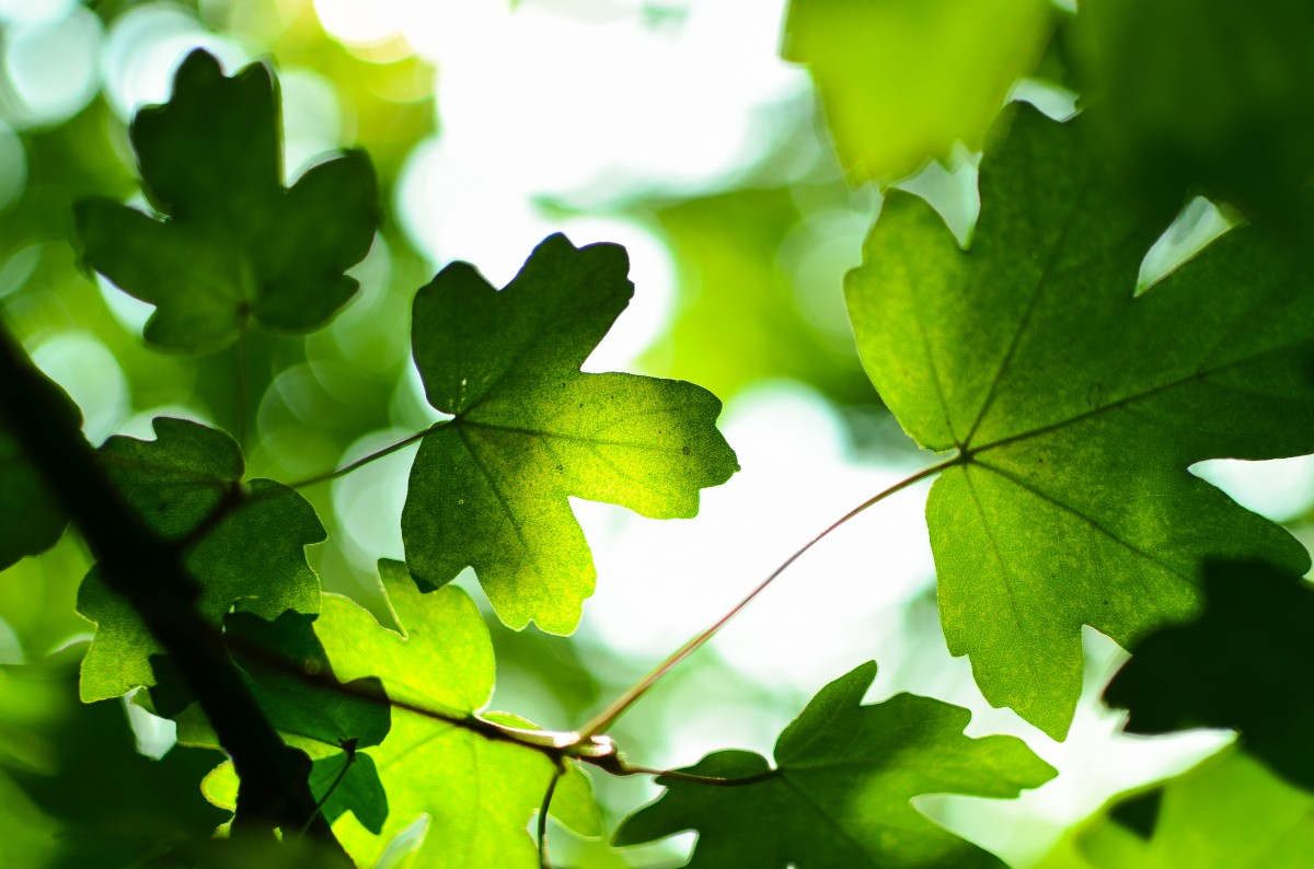 Baum, Gras, Ast, Pflanze, Sonnenlicht, Blatt, Blume, Grün, produzieren, Botanik, Leafe, Ahornbaum, Ahornblatt, Abscheulich, blühende Pflanze, Maidenhair baum, Jährliche pflanze, Holzige Pflanze, Landanlage