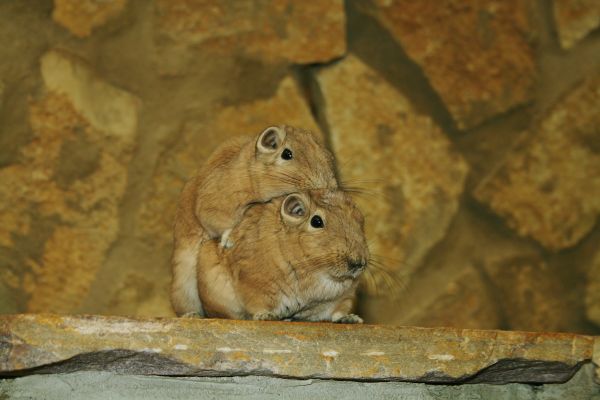 zver a rastlinstvo,cicavec,hlodavec,fauna,zväčšenie,králik