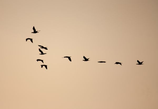 branch,bird,wing,flock,flying,formation