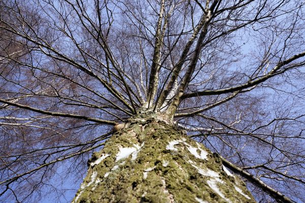 tree, nature, branch, snow, plant, winter