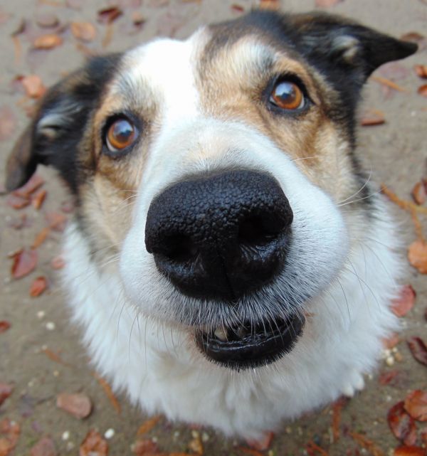 câine,portret,mamifer,collie,zâmbitor,prieten