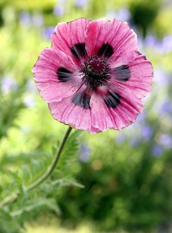 flor,planta,campo,prado,flor,pétalo