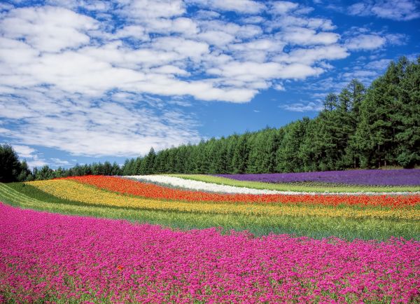 paysage,herbe,plante,ciel,champ,Prairie