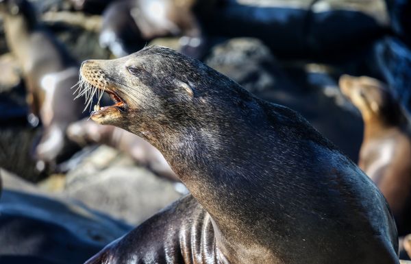 ulko-,eläin,villieläimet,eläintarha,sealion,eläimistö