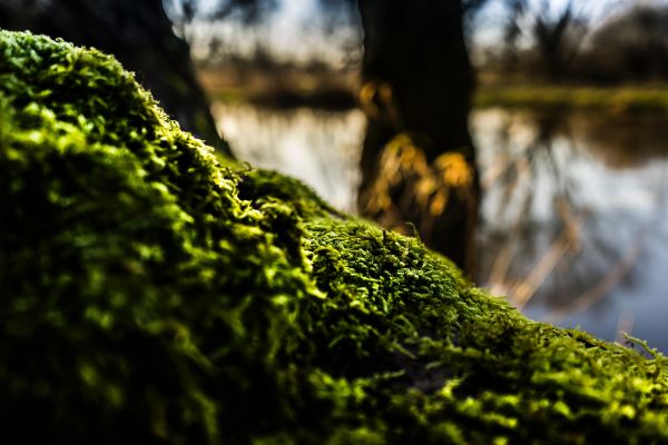 natur, vann, grønn, vegetasjon, tre, naturlandskap