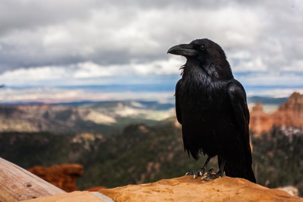 la nature,oiseau,aile,faune,le bec,pierre