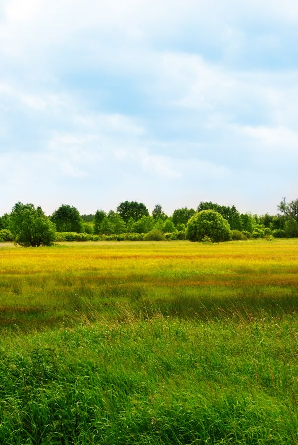 pemandangan, pohon, alam, rumput, rawa, horison