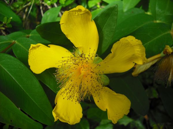 Natur, blühen, Pflanze, Blatt, Blume, Blütenblatt