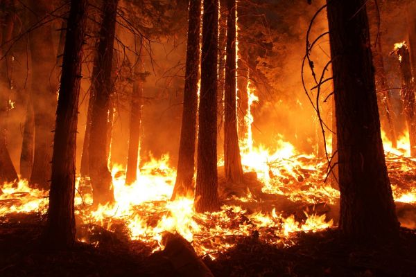 forêt,fumée,flamme,bois,nuit,Orange