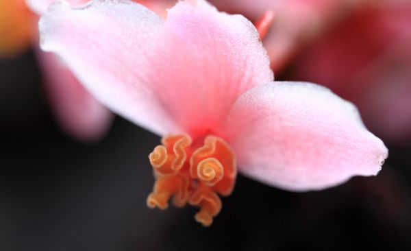 blossom,plant,photography,leaf,flower,petal