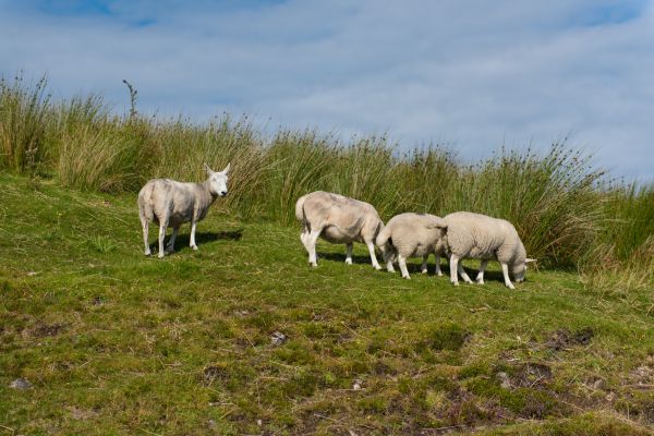 krajobraz, Natura, trawa, niebo, pole, gospodarstwo rolne