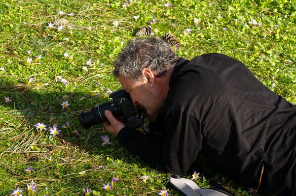 träd,gräs,växt,gräsmatta,blad,blomma