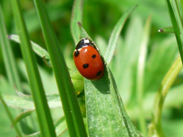 natura,foglia,fiore,verde,erba,ambiente