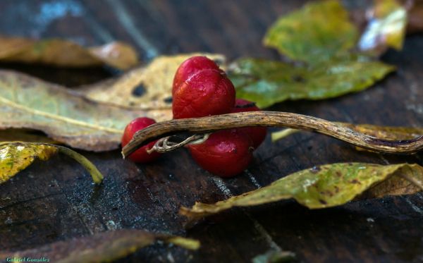 tree, nature, branch, plant, photography, fruit