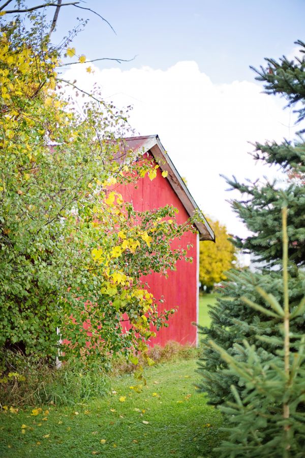 tree,nature,wood,house,plant,leaf