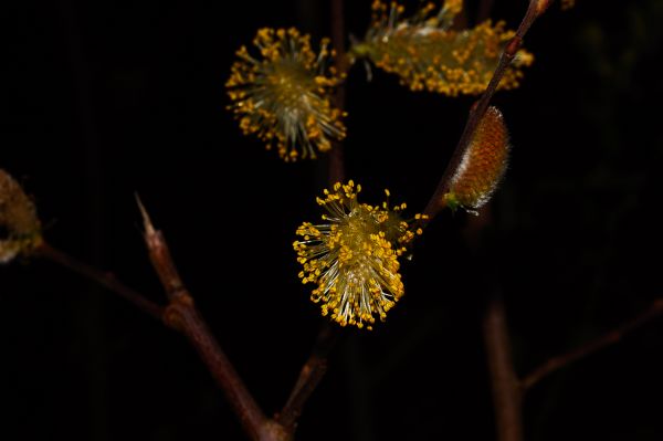 træ, natur, afdeling, plante, nat, fotografering