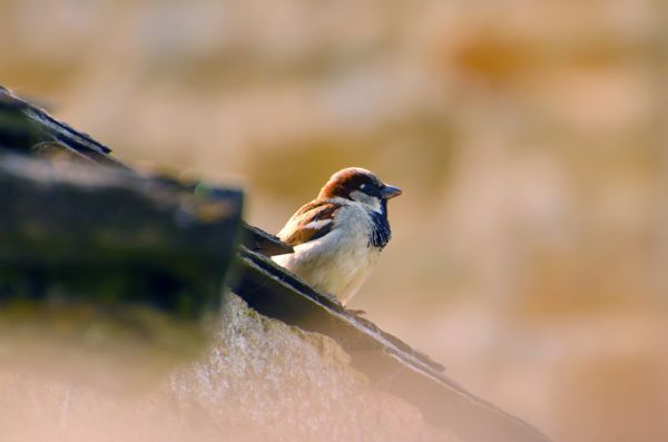 la nature, de plein air, région sauvage, branche, oiseau, aile