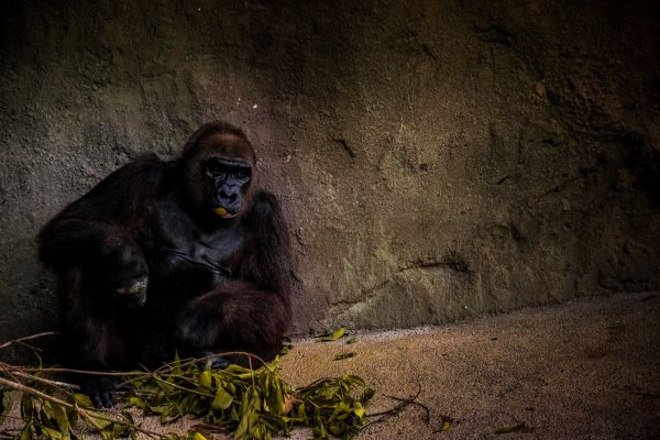 zvíře,zvěř a rostlinstvo,zoologická zahrada,savec,kámen,tma